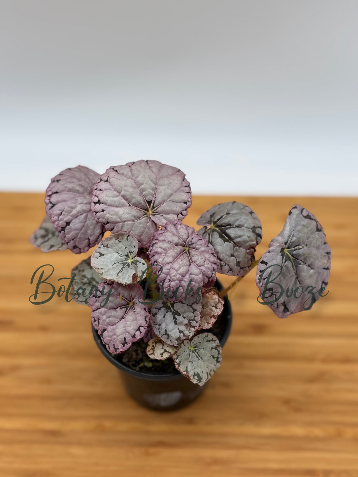Begonia Chayo (Rex Begonia)