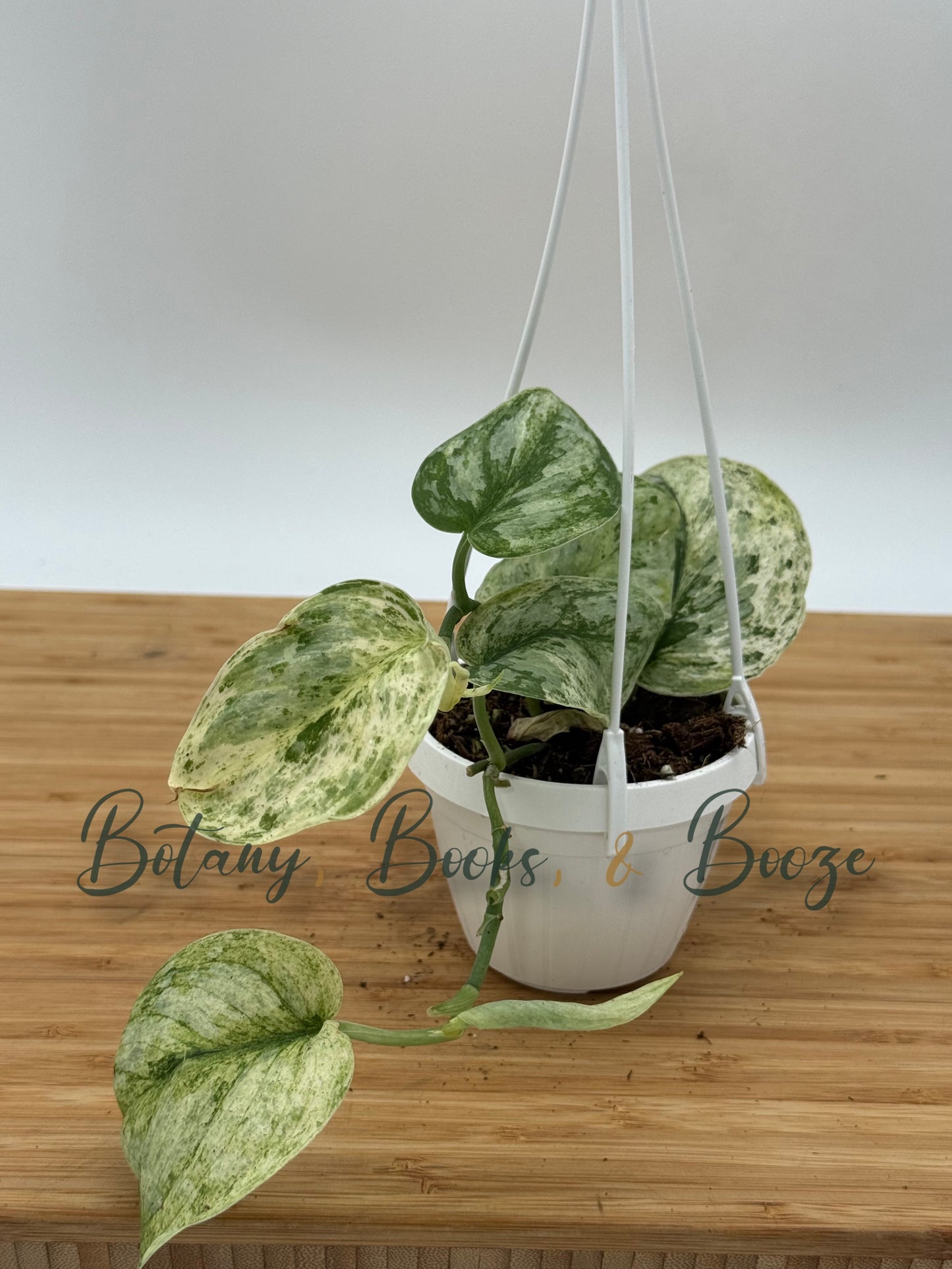 Scindapsus pict. 'Peasun' Satin Pothos