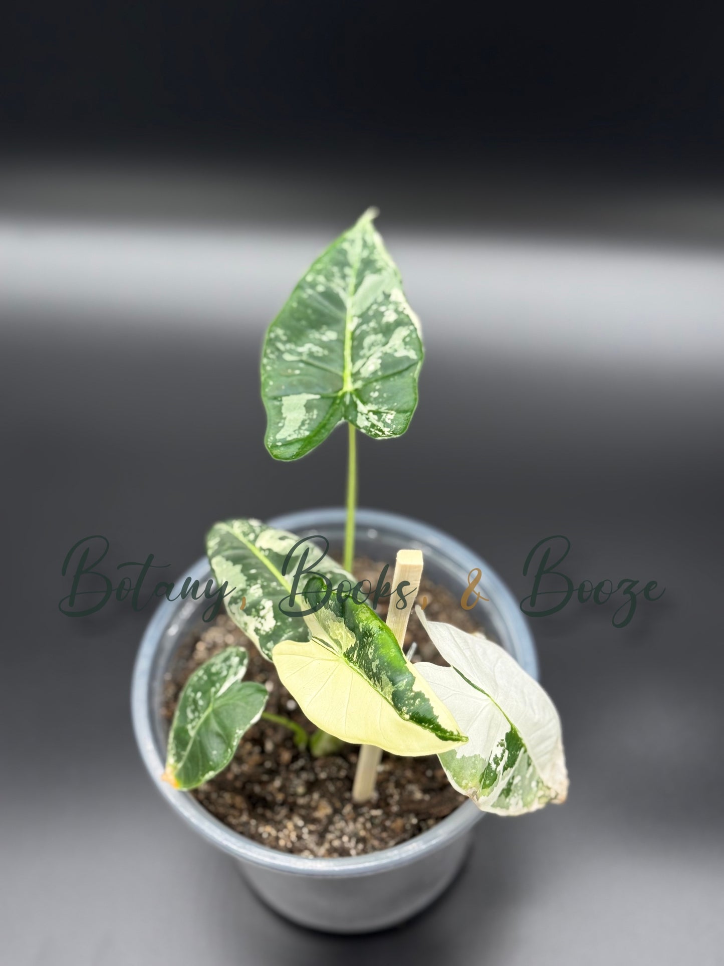 Alocasia Frydek Variegated