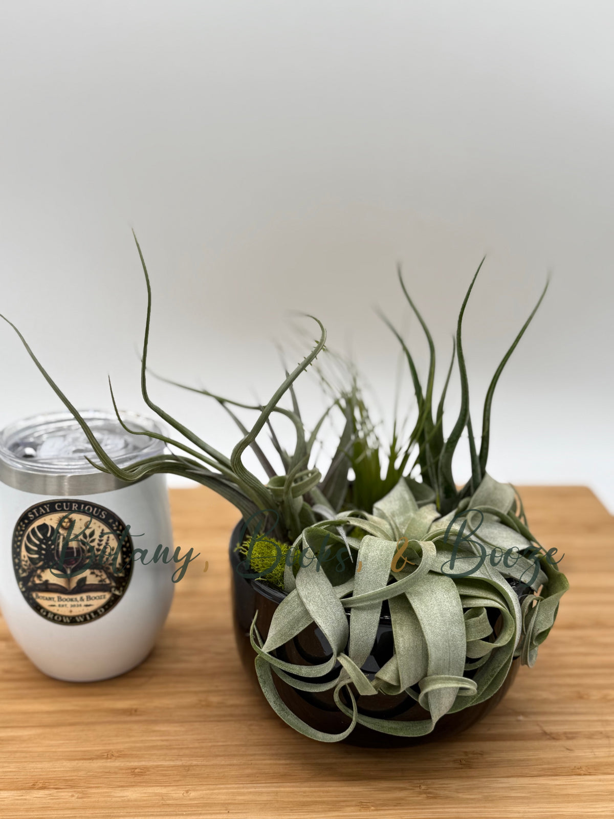 Large Fully Assembled Air Plant Bowl Garden