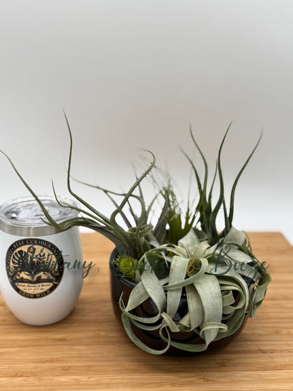 Large Fully Assembled Air Plant Bowl Garden