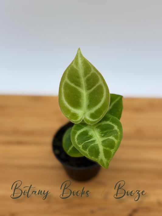 Anthurium Dorayaki × Crystallinum