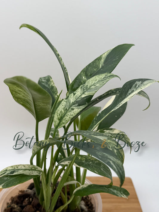 Epipremnum giganteum variegated