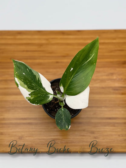 Philodendron White Wizard