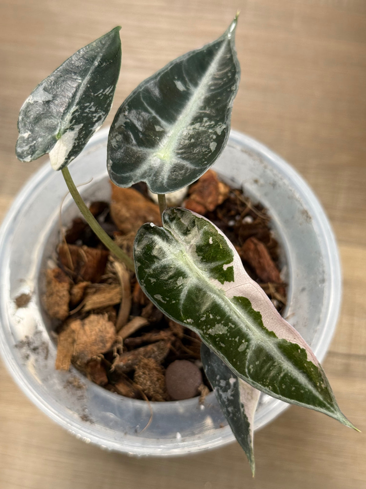 Alocasia amazonica Bambino Variegated