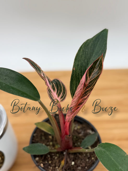 Philodendron Pink Birkin AKA Pink Bikini