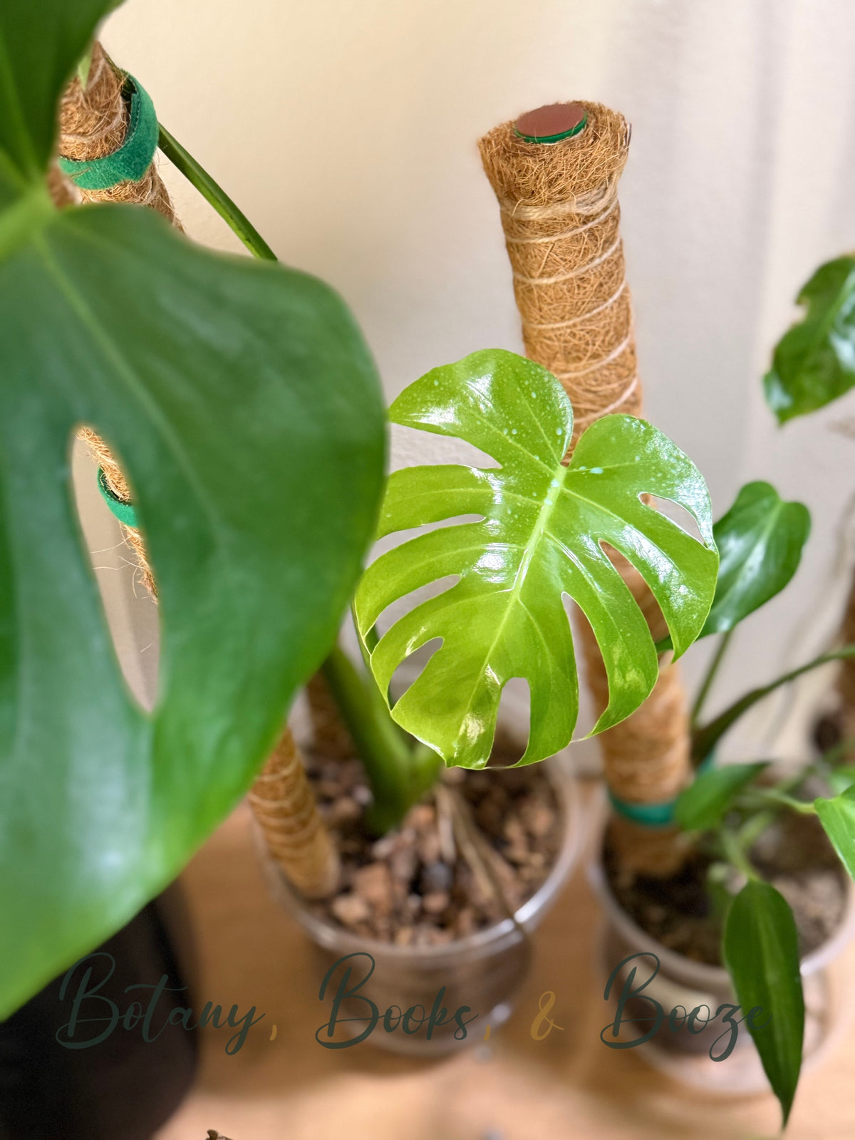 Monstera Deliciosa Split Leaf