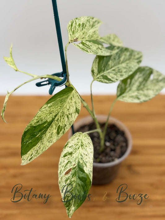 Epipremnum Pinnatum Marble Variegated