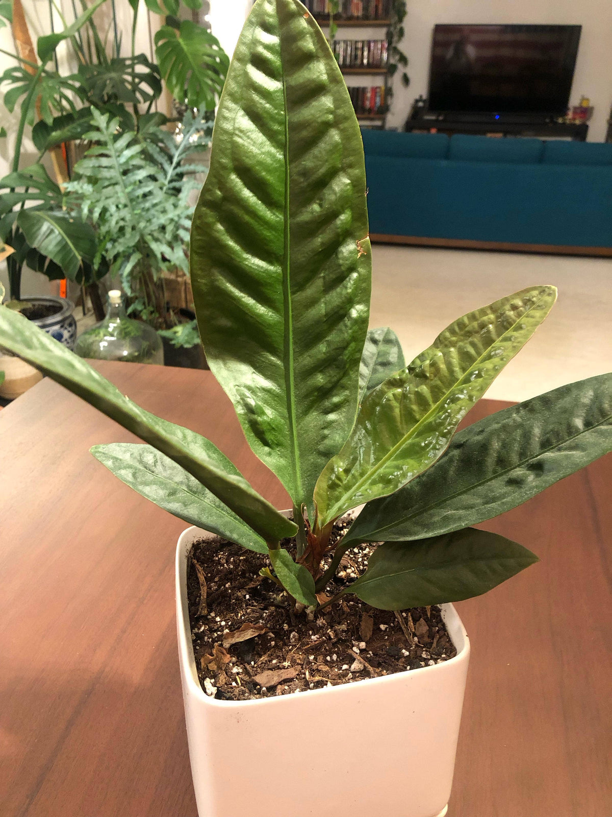 Anthurium Cobra