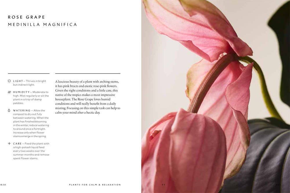 The Healing Power of Plants