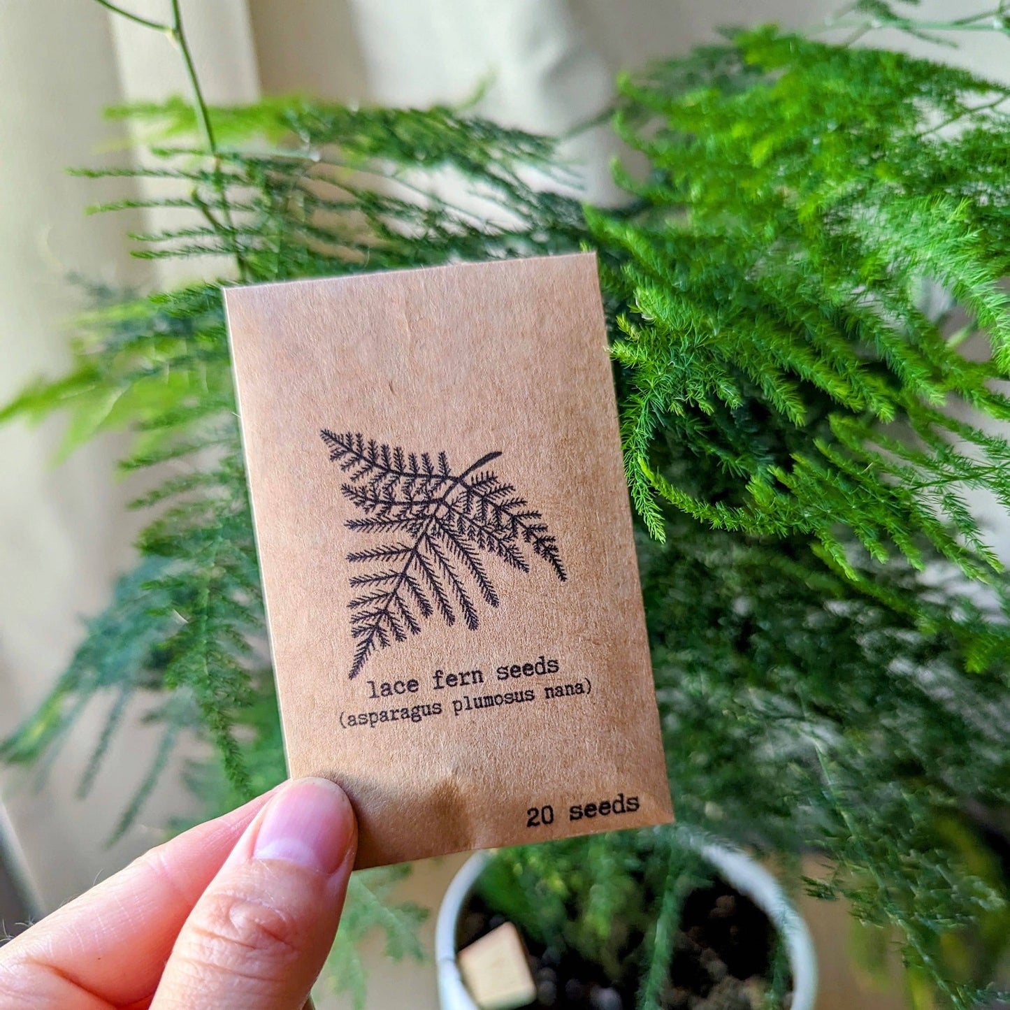Houseplant & Tropical Plant Seeds