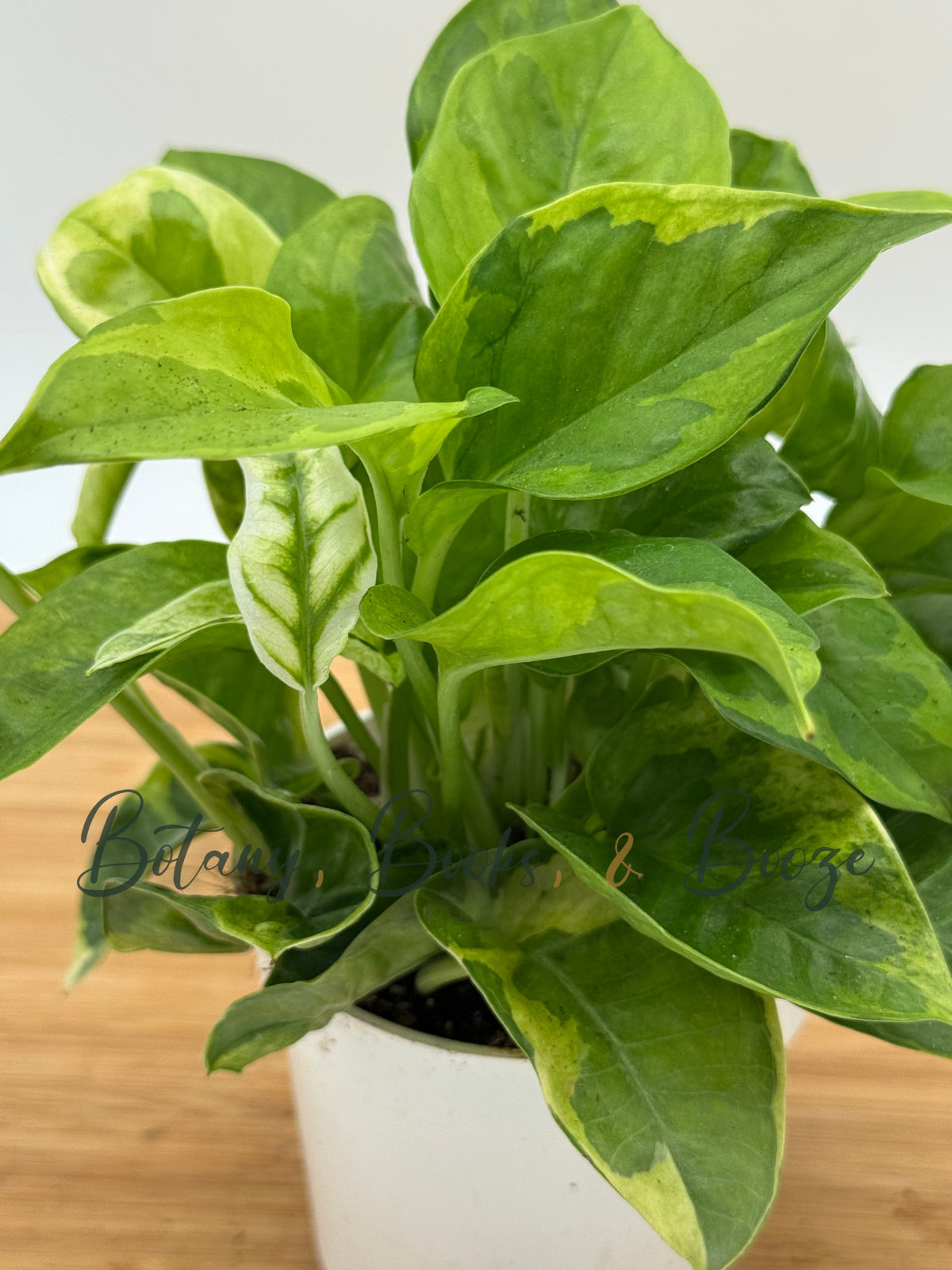 Epipremnum 'Monet Sol' Pothos