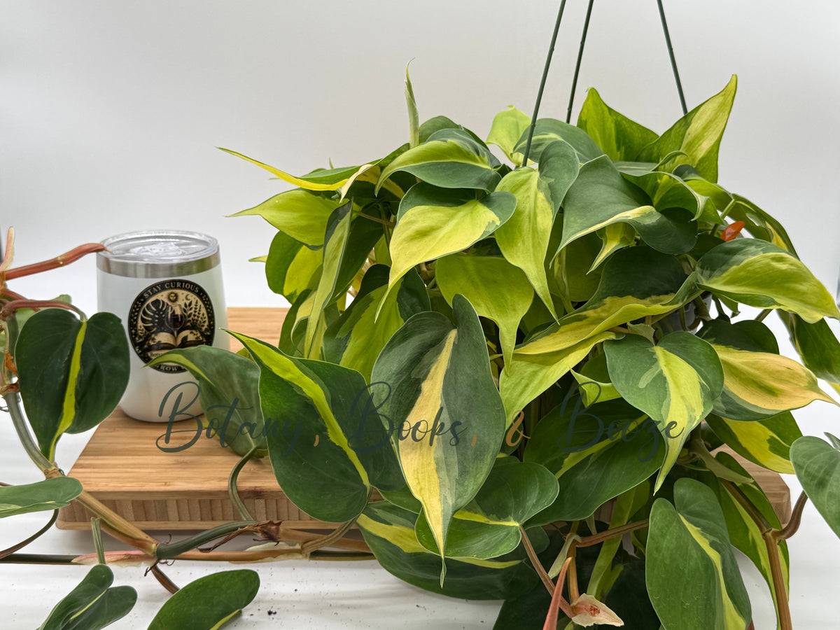 Philodendron heder. 'Brasil'