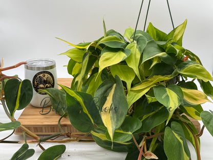 Philodendron heder. 'Brasil'