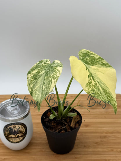 Monstera 'Legacy'
