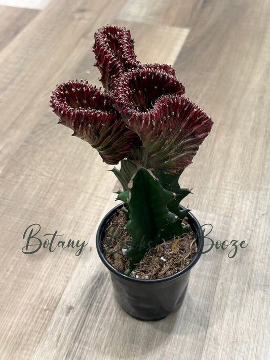 Euphorbia lactea crest - Mermaid's Tail Cactus