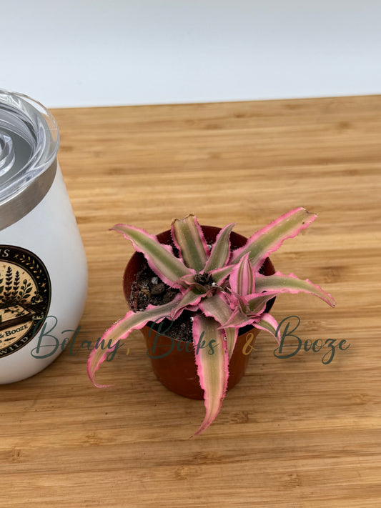 Cryptanthus Earth Star