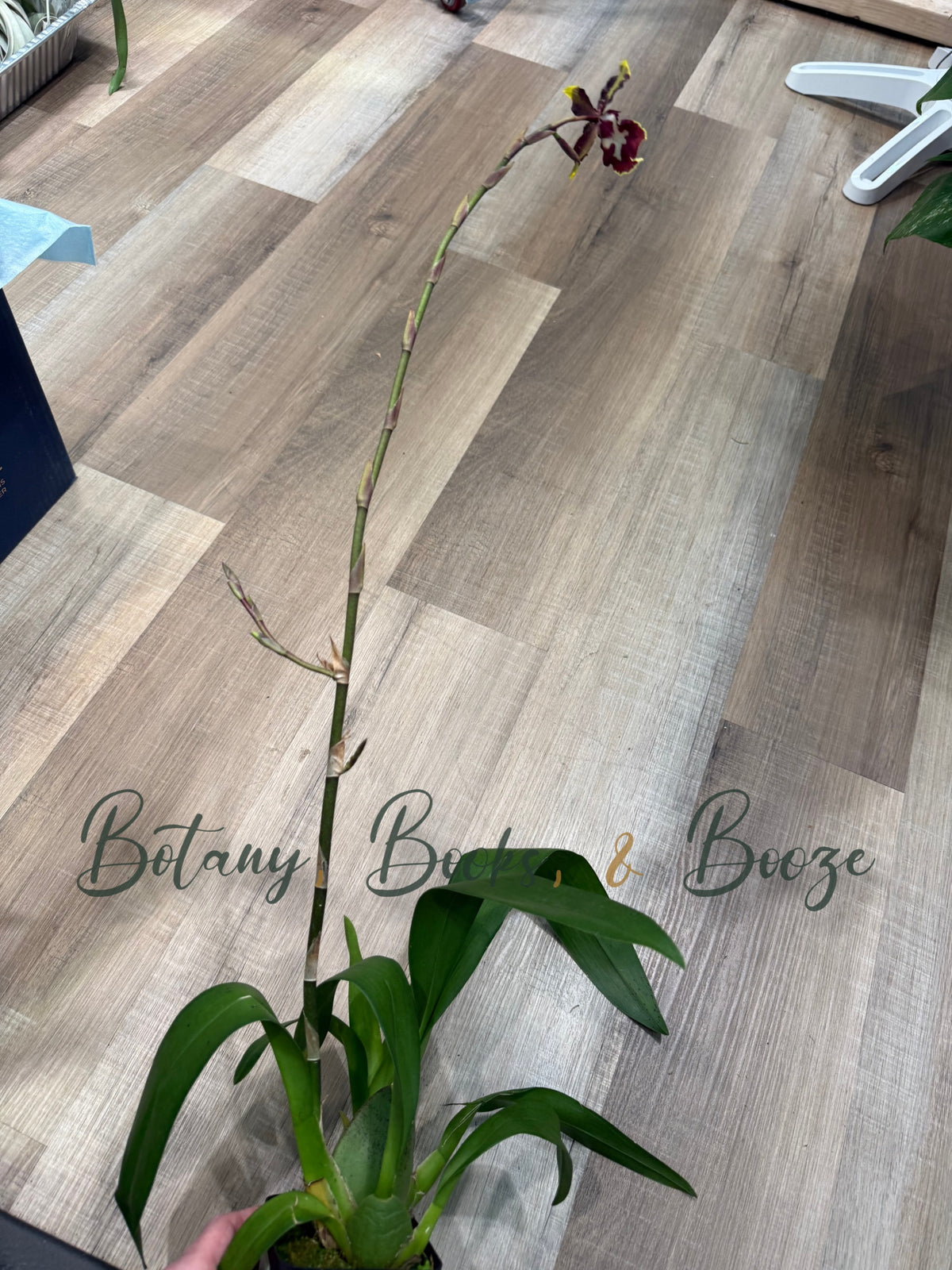 Oncidium intergeneric Orchid