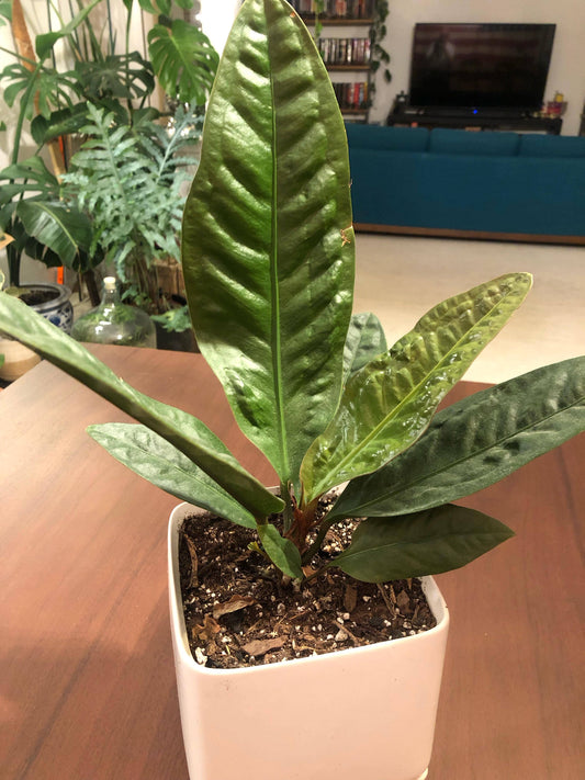 Anthurium Cobra