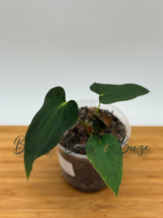 Anthurium Dressleri Long X Carlablackiae