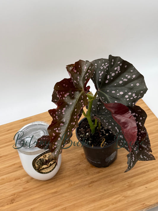 Begonia 'Cracklin Rosie' Angel Wing