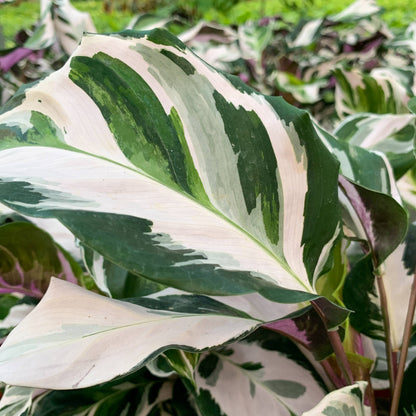 Calathea Stella