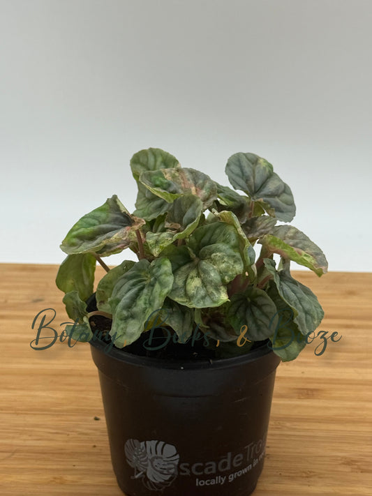 Peperomia caperata 'Pink Lady'