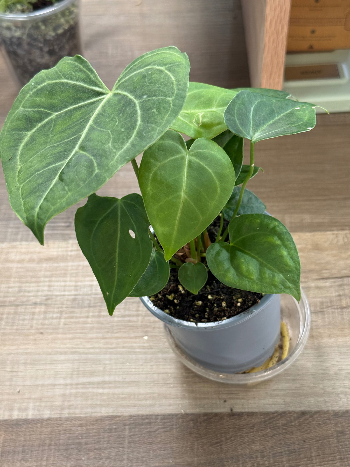Anthurium Clarinervium
