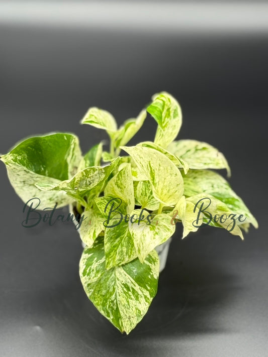 Epipremnum aureum Marble Queen