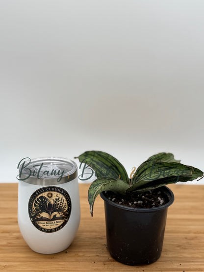 Sansevieria 'Cleopatra' - Snake Plant