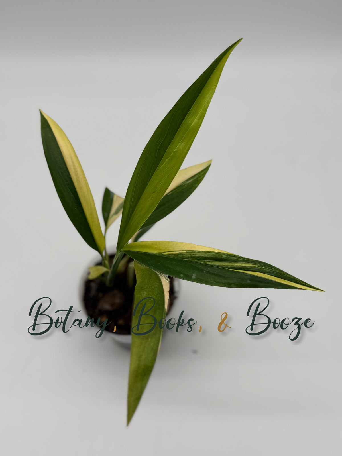 Epipremnum Amplissimum Albo