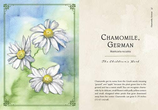 Wild Medicine: The Magick of Herbs. Illustrated Hardcover