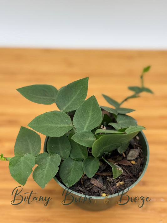 Rhaphidophora korthalsii (Shingle Plant)