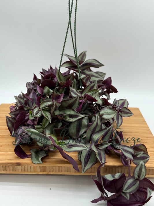 Tradescantia zebrina 'Purple'