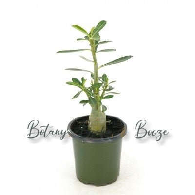 Adenium obesum - Desert Rose