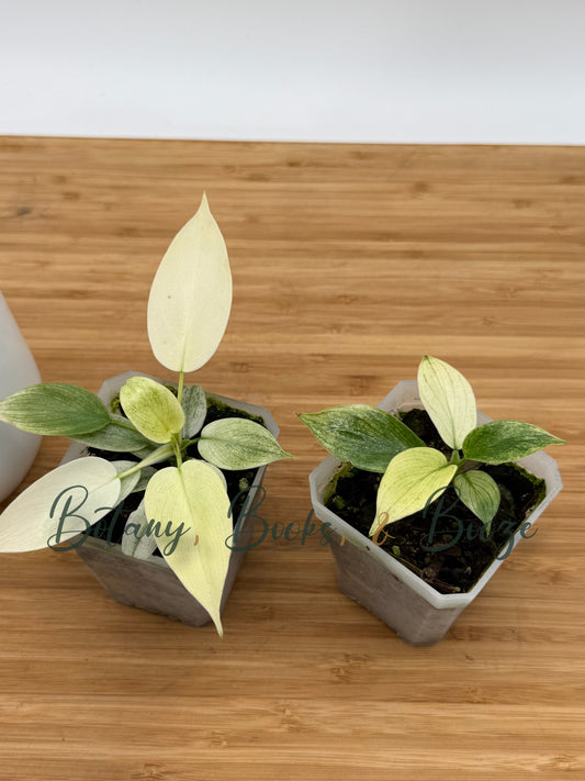 Philodendron Florida Ghost Mint