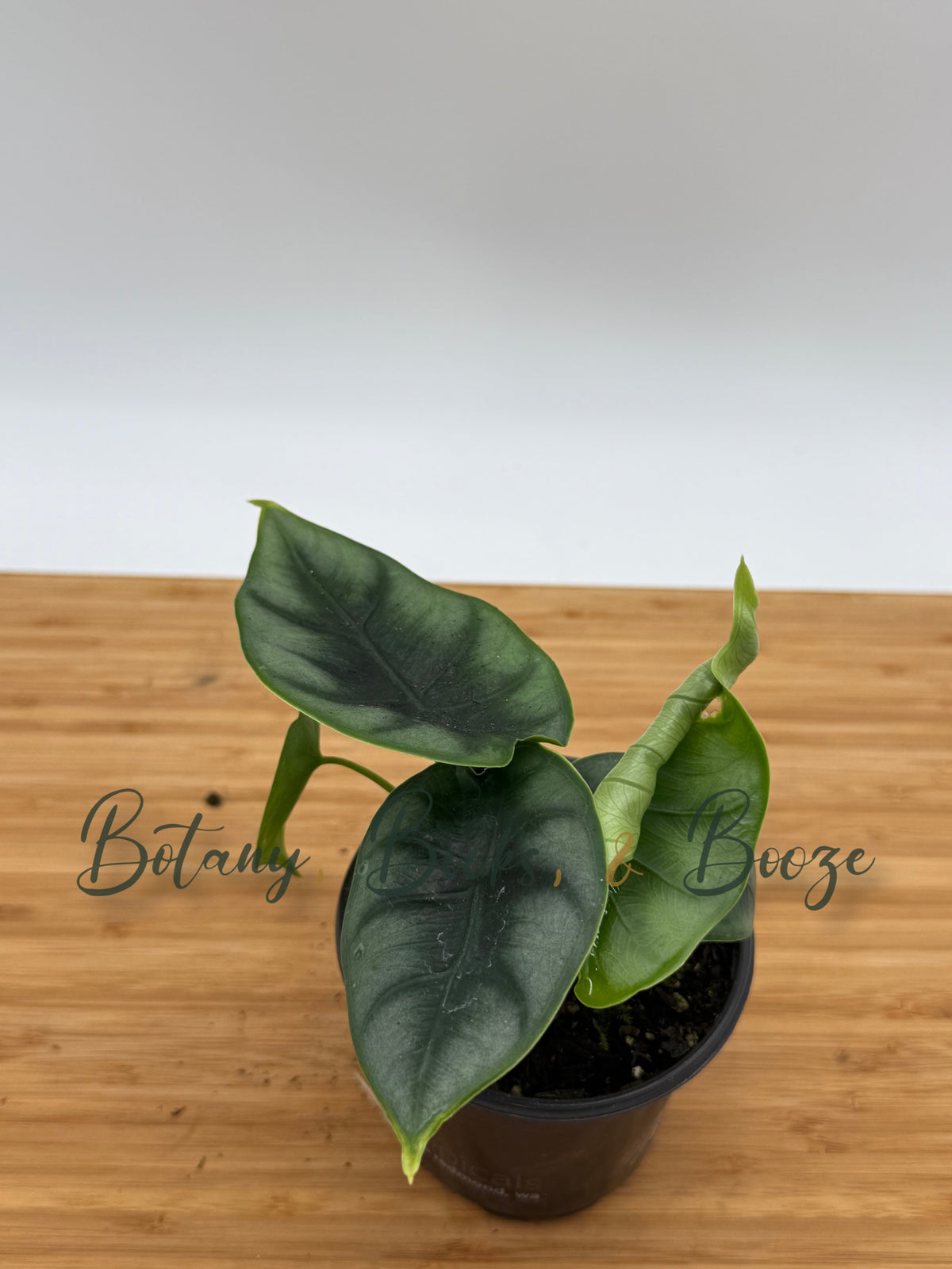 Alocasia reverse Hannah