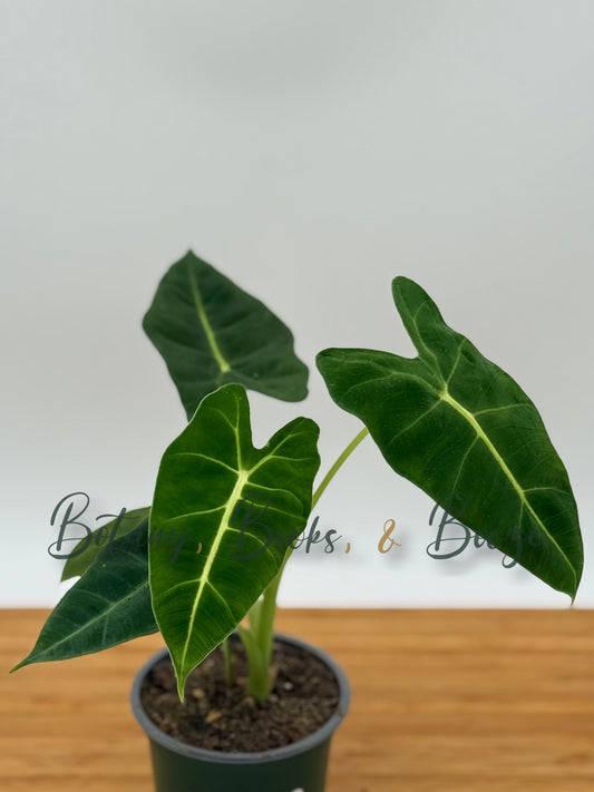 Alocasia Frydek