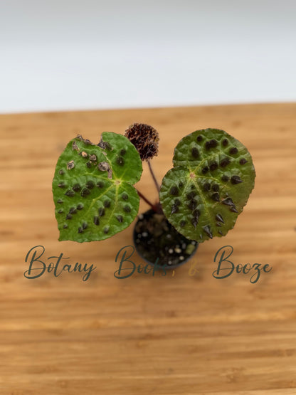 Begonia ferox