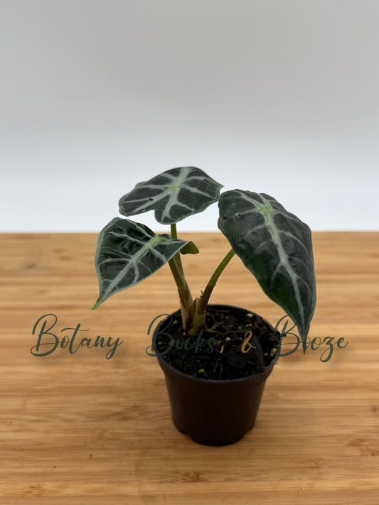 Alocasia Parasol - African Mask Plant