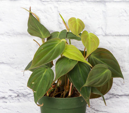 Philodendron Micans