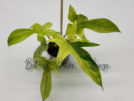 Philodendron Florida Ghost Mint Mutated