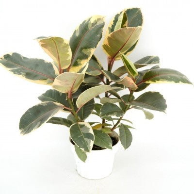 Ficus elastica Tineke