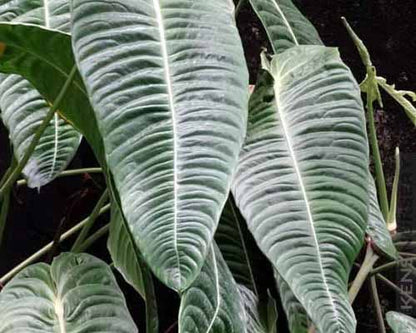 Anthurium Veitchii King