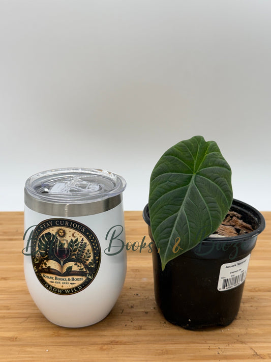 Alocasia Maharani