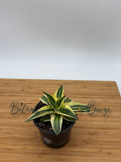 Agave lophantha Superwhite