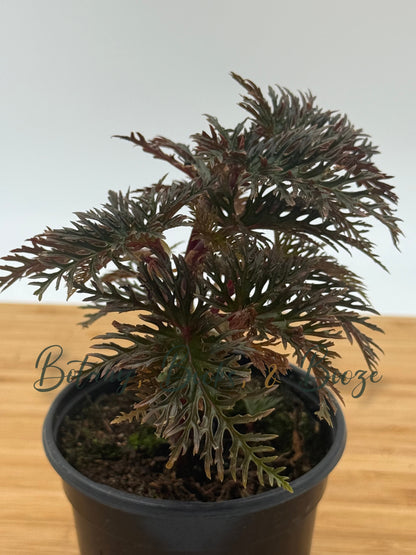 Begonia bipinnatifida