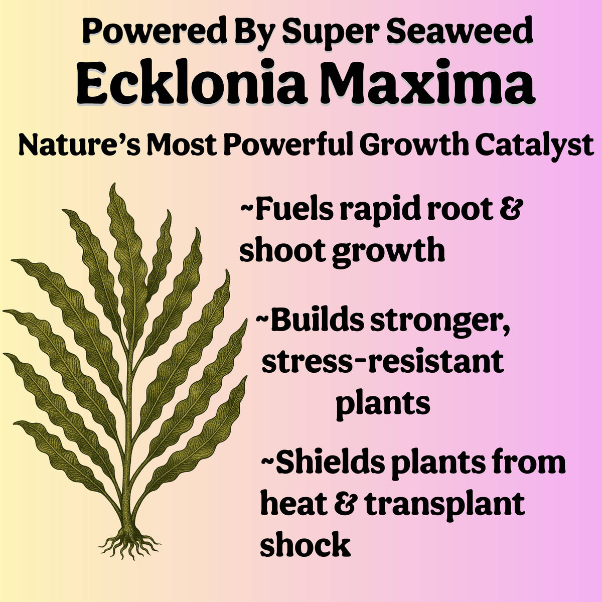 Liquid 5-5-5 Plant Food