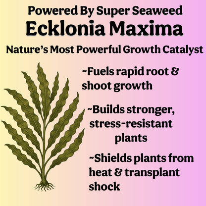 Liquid 5-5-5 Plant Food