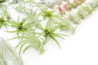 The Best Seller Tillandsia Air Plant Pack - 48 Plants